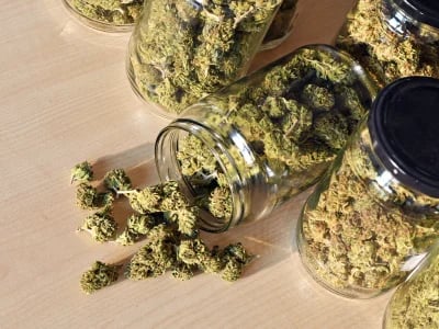 Dein nächstes Grow-Projekt starten – Weed Samen kaufen mit Top-Genetik