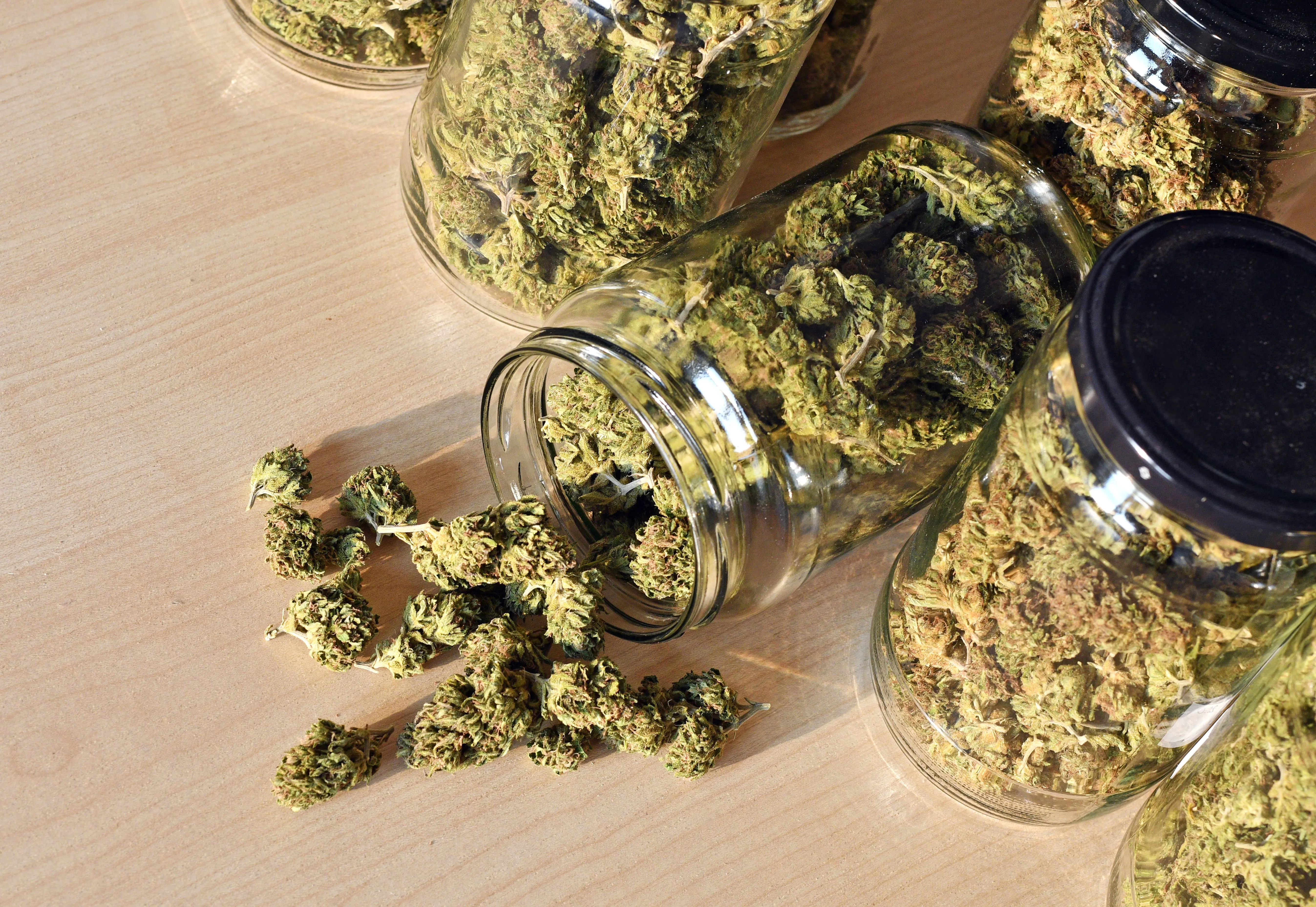 Dein nächstes Grow-Projekt starten – Weed Samen kaufen mit Top-Genetik